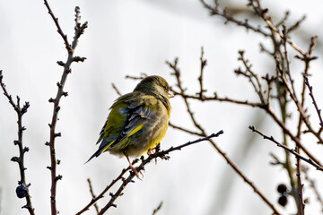 Fototapeta premium European Greenfinch (Chloris chloris) - Common in woodland, parks and gardens across Europe