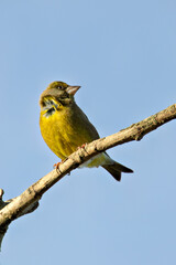 European Greenfinch (Chloris chloris) - Common in woodland, parks and gardens across Europe