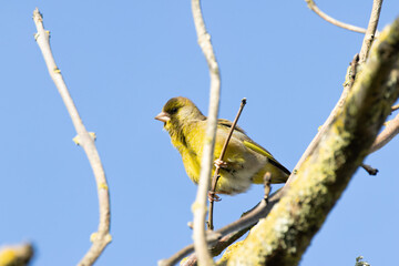 European Greenfinch (Chloris chloris) - Common in woodland, parks and gardens across Europe