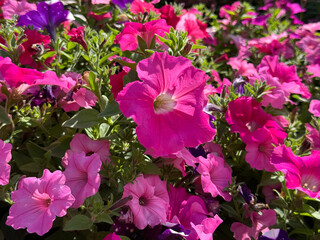 Bright pink petunia flowering plant.