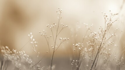 Small white flowers with slender stems grace a serene meadow at dawn bathing in warm light.