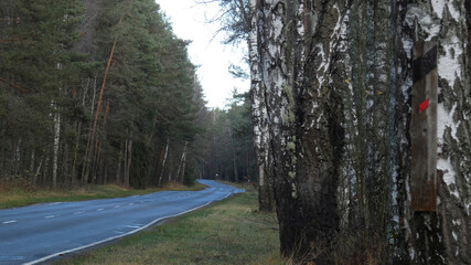Road winding through trees near a forest during dusk with a marker on a nearby trunk