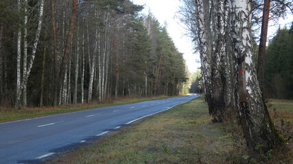 Tall trees line the road in a forested area during daylight with clear skies and open space