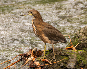 Tiger Heron in Costa Rica