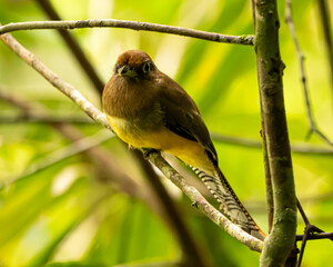 Graceful Black Throated Trogon in Costa Rica