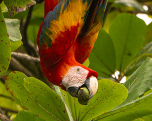 Scarlet Macaw eating almonds from a tree in Costa Rica