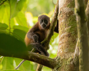 Young Howler Monkey in a Tree in a Costa Rican Rain Forest