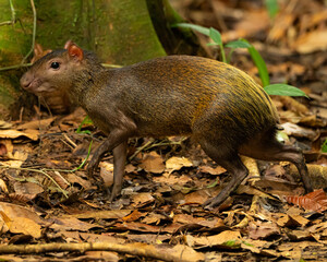 Adult Agouti in a Costa Rican Tropical Rain Forest