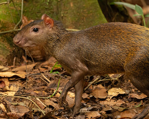 Adult Agouti in a Costa Rican Tropical Rain Forest