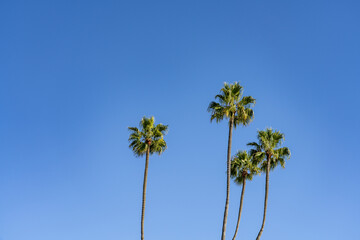 Washingtonia robusta, Mexican fan palm, Mexican washingtonia, or skyduster. Heisler Park, Laguna Beach is a city in Orange County, California, United States. Pacific Ocean. coastal terrace
