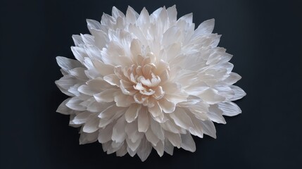 A large white flower displays layers of soft petals with fine details. Its design highlights natural elegance, set against a contrasting dark backdrop that enhances its beauty.