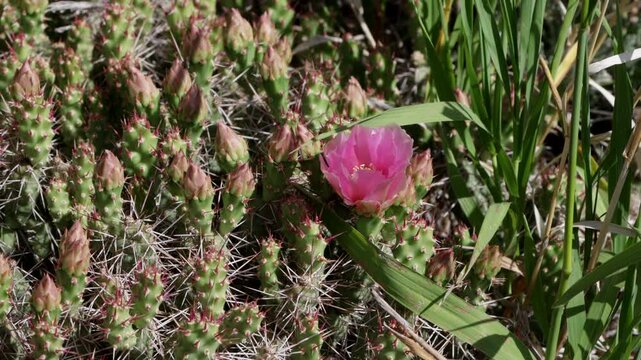 Beavertail cactus in bloom at Black Canyon of the Gunnison National Park in Colorado