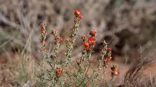Tall orange-flowering spikes of Globe Mallow are ubiquitous around the American Southwest