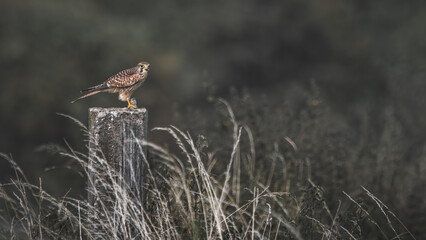 Common Kestrel On A Pole With A Mouse (Falco Tinnunculus)