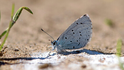 Lycaenidae. A small butterfly gracefully rests on sandy ground on a bright day. Its beautiful wings spread with soft colors, sunlight illuminates its. Macro photo of an insect, the beauty of nature