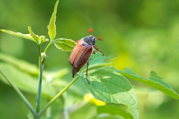 Melolonthinae. Cockchafer Melolontha Scarabaeidae, crawling on green leaves in natural environment. insect in the wild. garden pest. May beetle sits on leaves. Chafer eating leaf, macro nature