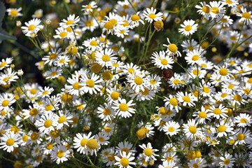delicate flower of white chamomile. Matricaria chamomilla, white wildflowers. beautiful white chamomile flowers on a green field close-up on a summer day. floral background. beauty of nature