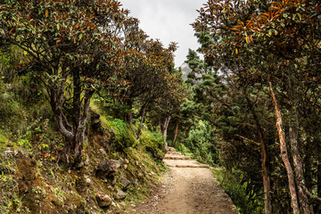 Trekking route among rhododendron trees in Himalaya mountains. Ascent to Tengboche monastery, Everest base camp trek, Nepal.