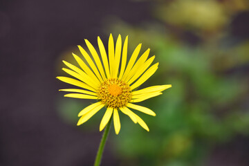 yellow chamomile flowers close up. Doronicum orientale. Yellow flowers with long petals. a flowering flower bed in spring or summer. blooming season, wild flower, beauty in nature
