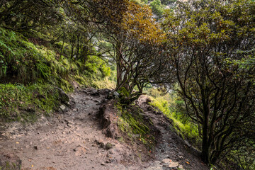 Trekking route in rhododendron forest between Phungi Thanga and Tengboche. Everest base camp trekking in Nepal.