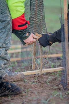 Chantier de plantation de haie bocag&egrave;re en Normandie &ndash; pose de manchon de protection &agrave; deux