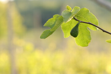 albero di fico in estate al tramonto