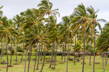 Palm trees sway against a windy sky at Anakena Beach, Easter Island.