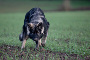 Jeune berger allemand ancien type dans un champ