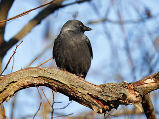 A Eurasian Jackdaw, Corvus monedula perched on a tree branch in winter light at the Royal Game Reserve - Stromovka in Prague, Czech Republic