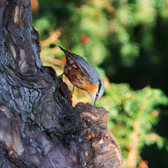 An Eurasian Nuthatch, Sitta europaea climbing on a textured massive tree trunk in winter light at the Royal Game Reserve - Stromovka in Prague.