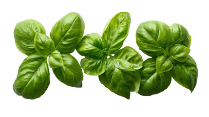 Fototapeta premium Fresh green basil leaves providing flavor for healthy cooking and culinary preparations. Organic herb on transparent background