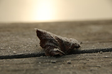 Ice encrusted leaf