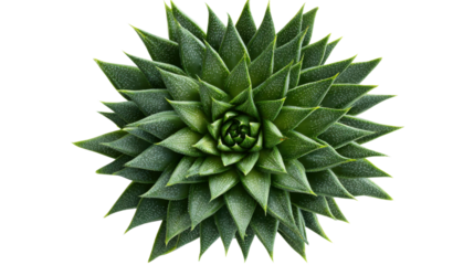 Green succulent plant forming a geometric spiral pattern, displaying natural symmetry, top view on transparent background