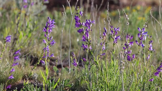 Tall Purple Penstemons in summer in northern New Mexico's Sangre de Cristo Mountains, with sound