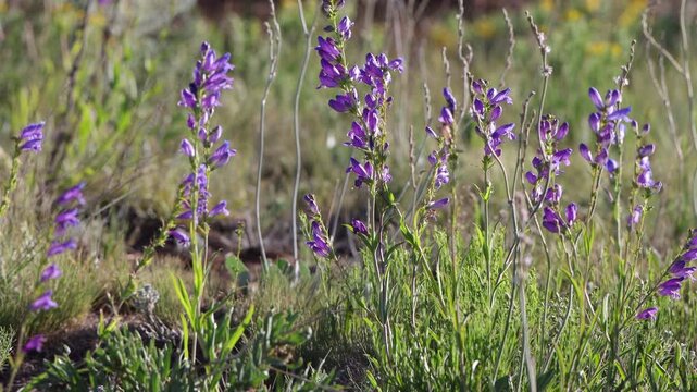 Tall Purple Penstemons in summer in northern New Mexico's Sangre de Cristo Mountains, with sound