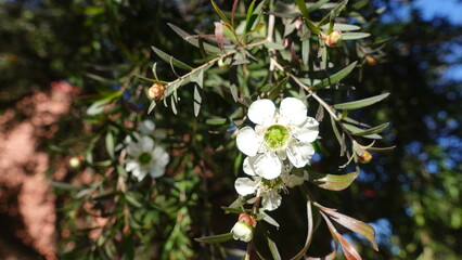 Blooming bright white flowers of Leptospermum hybrid &lsquo;Dark Shadows&rsquo; Common Name is Weeping Tea Tree, species are endemic to Australia, spreading branches. Linear, olive-green foliage.