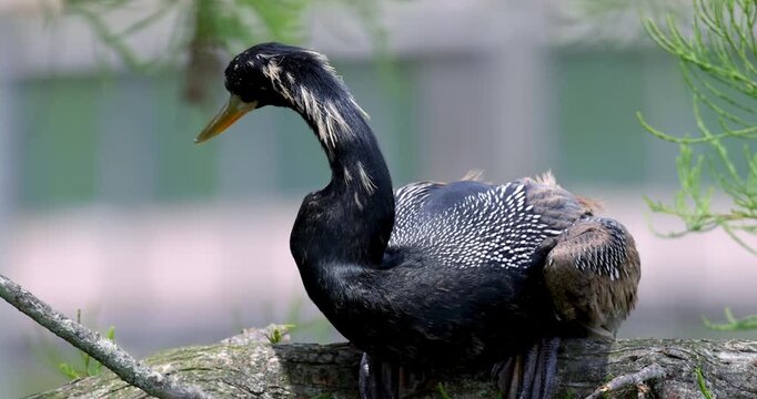Anhinga bird, also commonly known as the snakebird on the tree branch , close up view.
