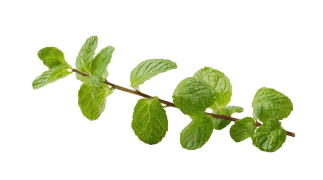 Fresh green mint sprig showing vibrant leaves, perfect for cooking, tea, or healthy drinks, transparent background