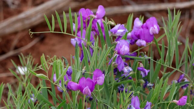 Utah Sweet Pea grows beside a rocky cliff in Manti-La Sal National Forest