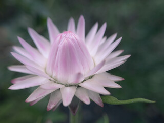 Fototapeta premium Soft white pink strawflower blossom rising from deep green bokeh