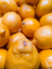 Vivid close-up shot of a large pile of bright yellow fresh lemons 