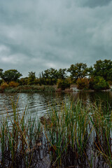 Quiet reeds listening to the stormy autumn sky 