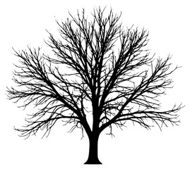 Obraz premium A black and white silhouette of a bare tree with no leaves, black, illustration, profile, tree, against transparent background