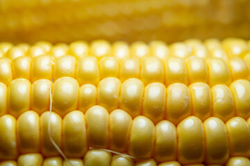Shiny corn grain pattern for agricultural nutrition concept