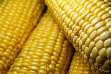 Closeup of ripe corn creating tasty food background