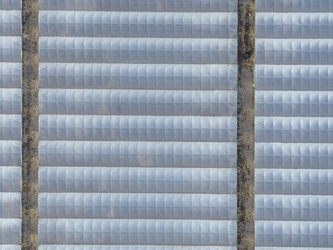 Aerial view of the repetitive pattern of greenhouses, their glassy roofs reflecting the sky, contrasting with the earthy tones of the pathways, Battipaglia, Campania, Italy.
