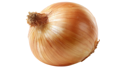 Whole unpeeled yellow onion, a common vegetable ingredient for daily cooking and healthy eating concepts, transparent background