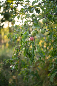 Red and green crab apples on tree