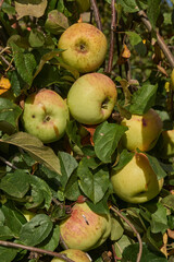 A detailed image of mature apples surrounded by dense green leaves. Ripe apples on a branch in a sunny orchard. Atmospheric natural photography suitable for gardening and seasonal harvest projects.