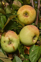 A detailed image of mature apples surrounded by dense green leaves. Ripe apples on a branch in a sunny orchard. Atmospheric natural photography suitable for gardening and seasonal harvest projects.